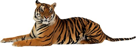 Tigers 11.